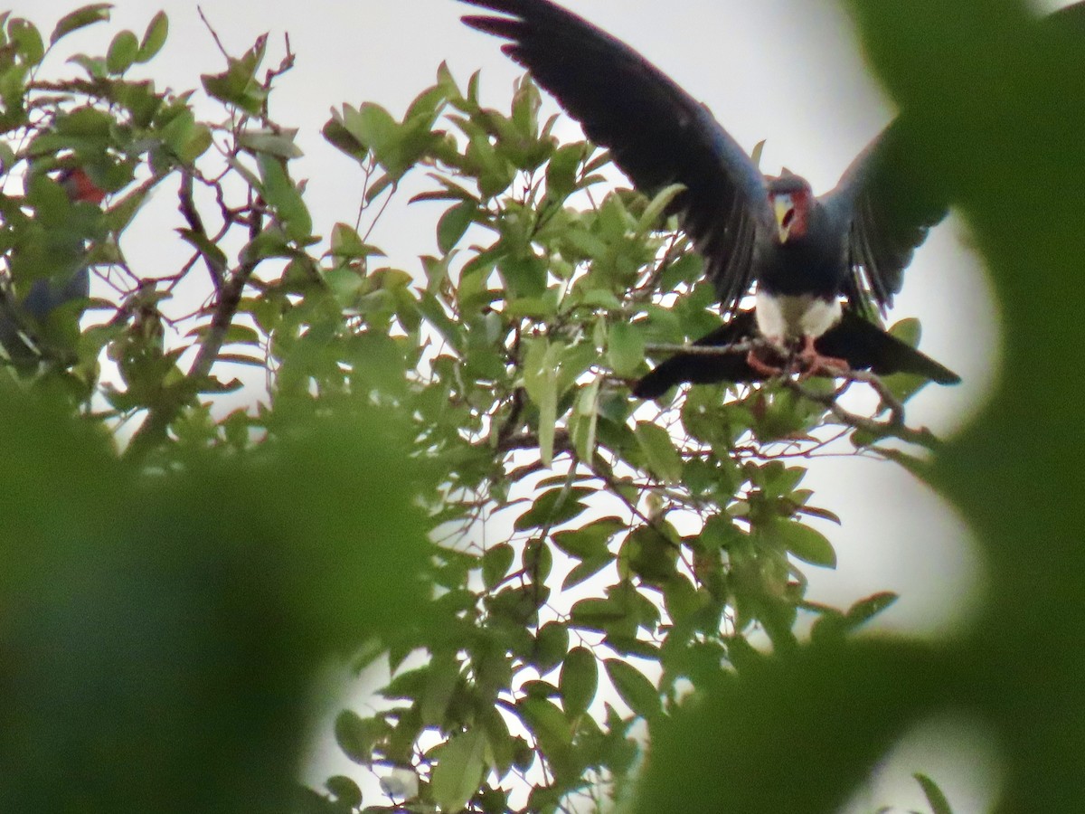 Red-throated Caracara - ML615398522