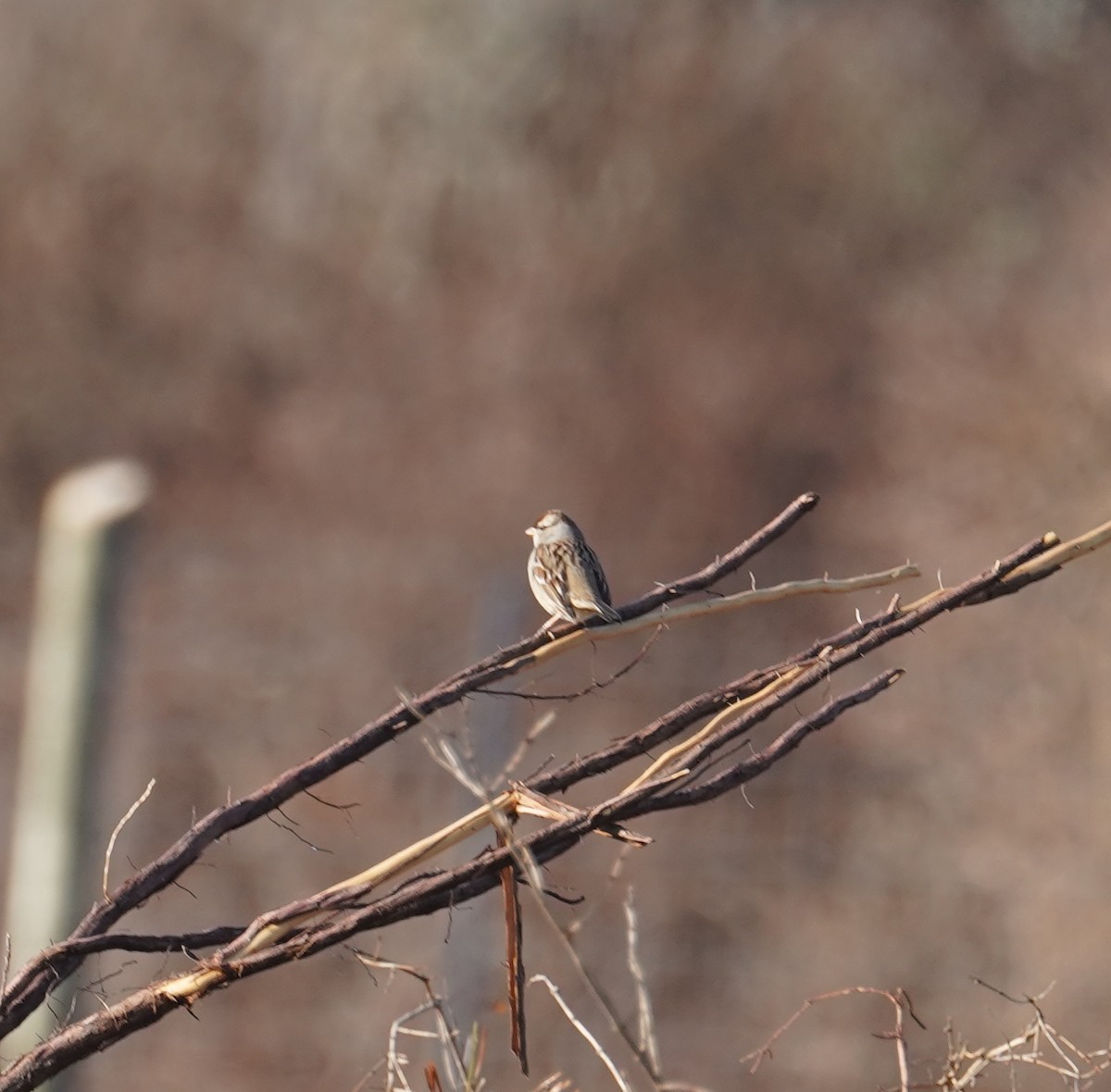 White-crowned Sparrow (Dark-lored) - ML615398537