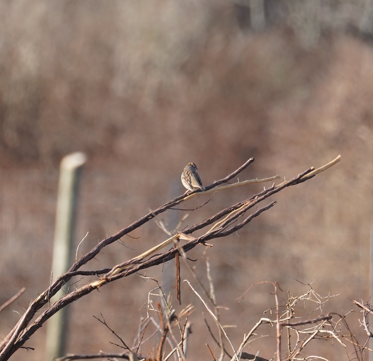 White-crowned Sparrow (Dark-lored) - ML615398561