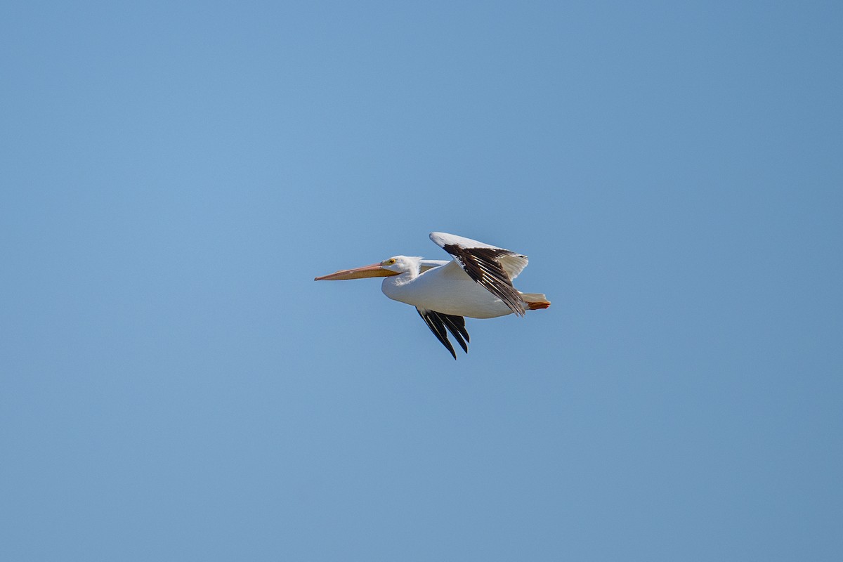 American White Pelican - ML615398583