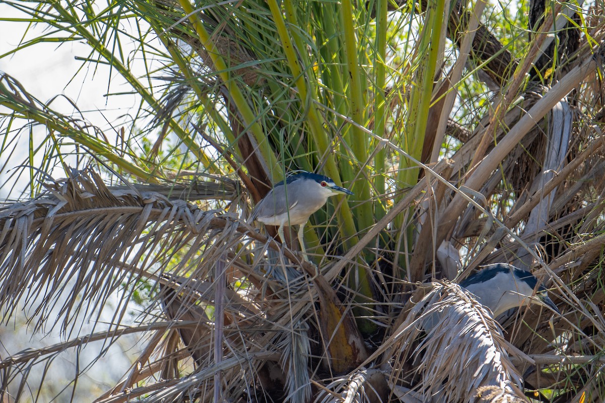 Black-crowned Night Heron - Camille Fieseher