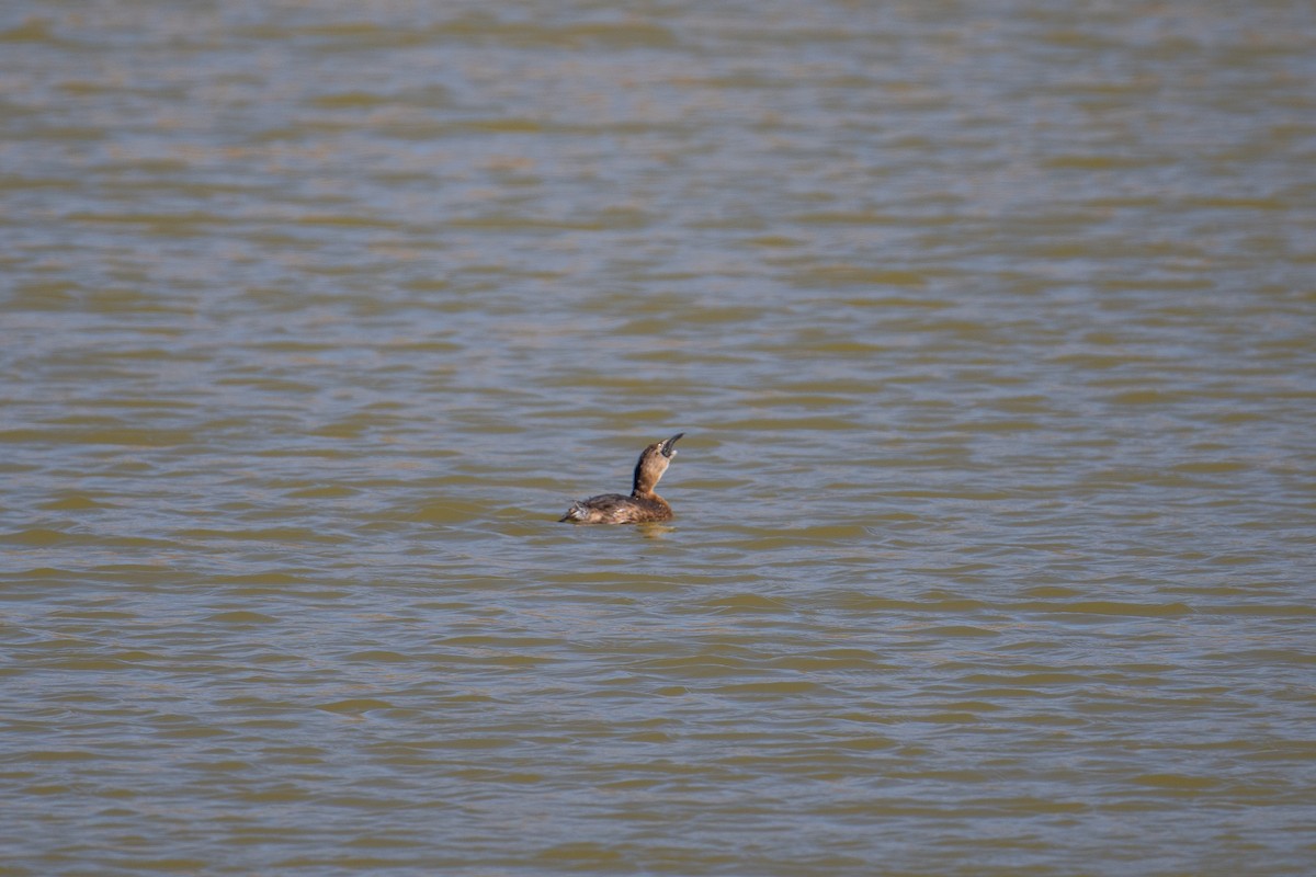 Pied-billed Grebe - ML615398654