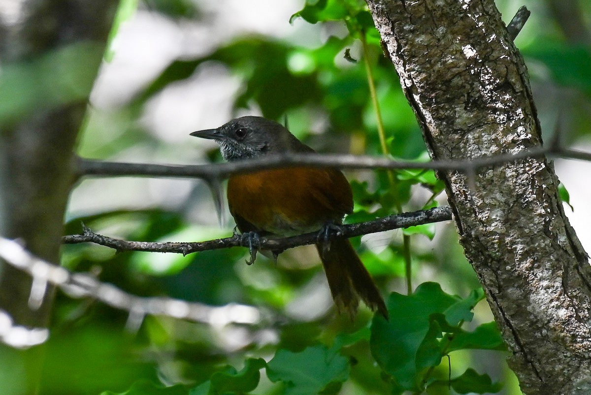 Rufous-breasted Spinetail - ML615398656