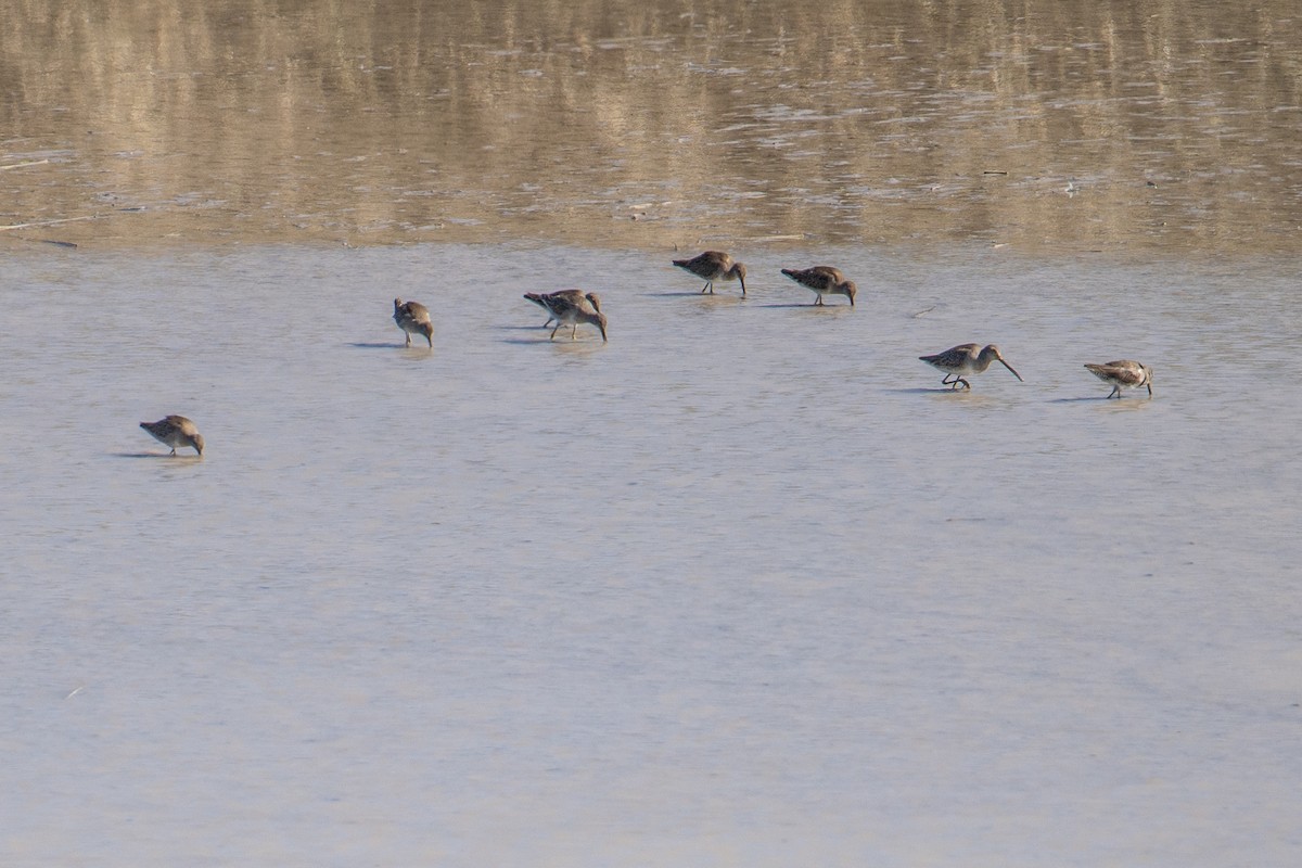 Long-billed Dowitcher - ML615398693