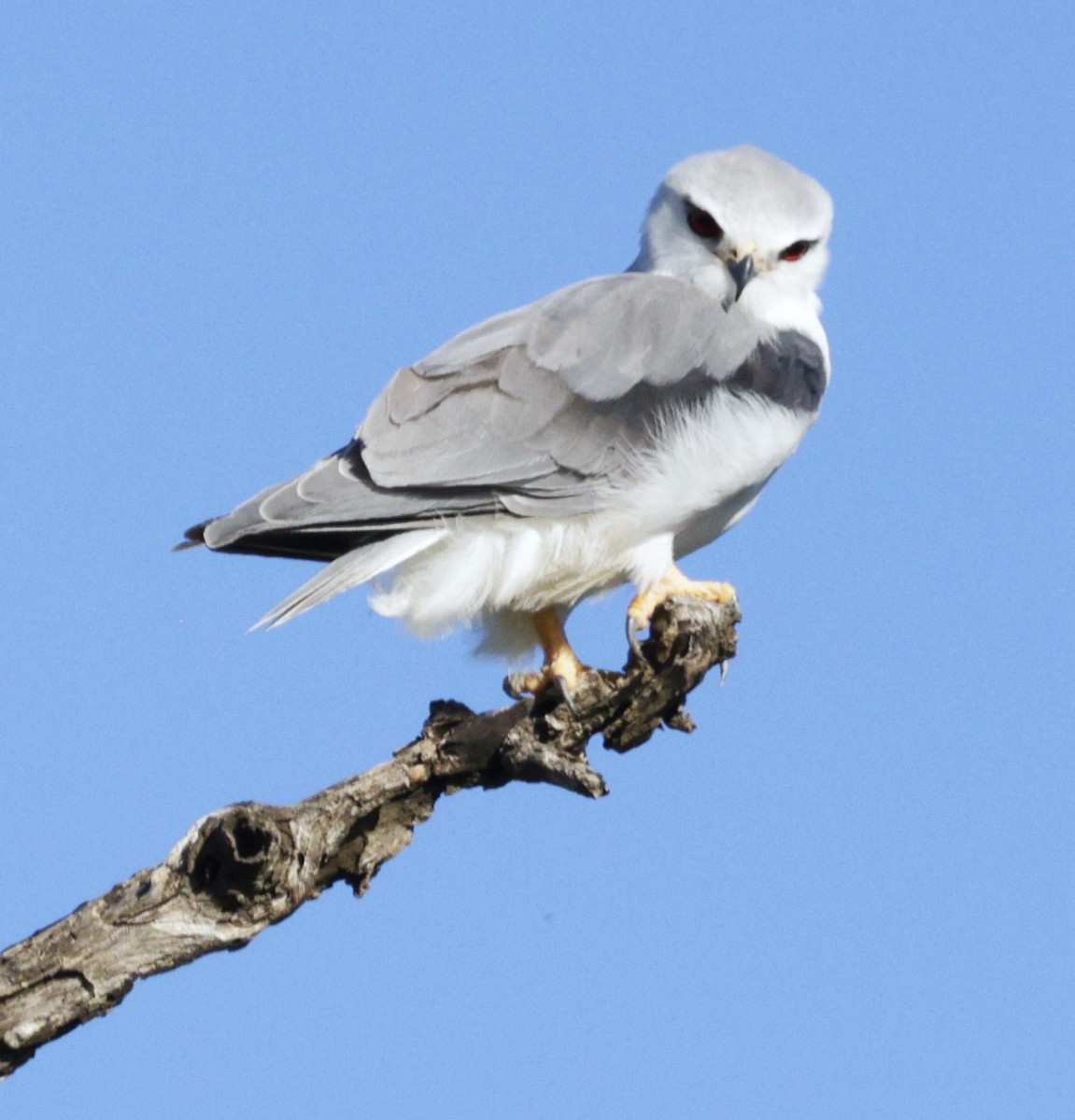 Black-winged Kite - ML615398707