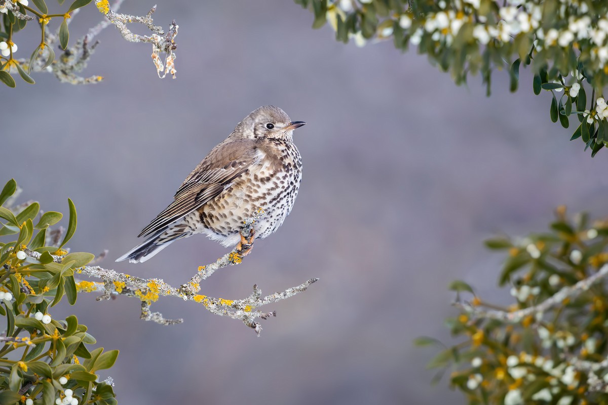 Mistle Thrush - ML615398729