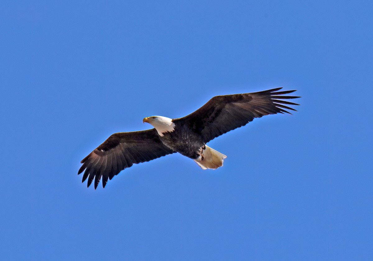 Bald Eagle - ML615398730