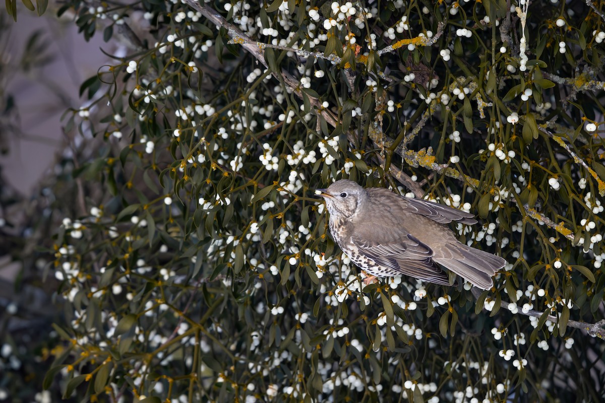 Mistle Thrush - Ivan Sjögren