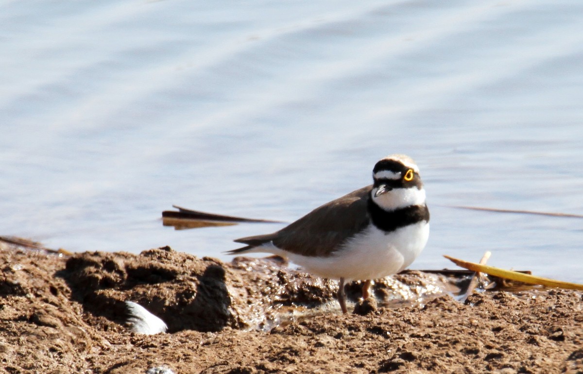 Little Ringed Plover - ML615398779