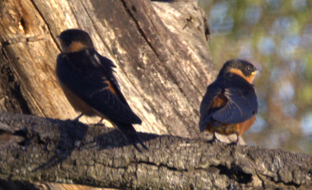 Golondrina Pechirrufa - ML615398795