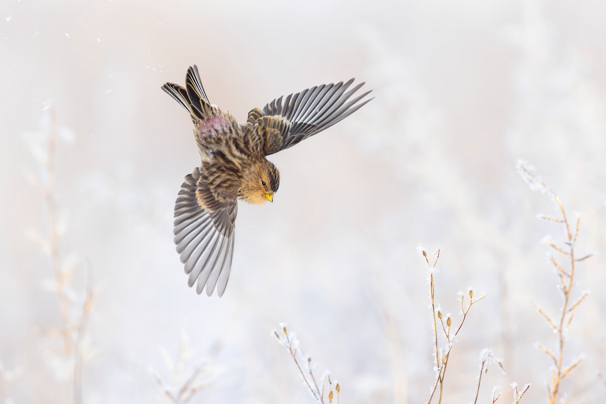 Twite - ML615398820