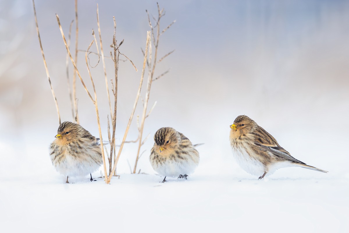 Twite - ML615398821