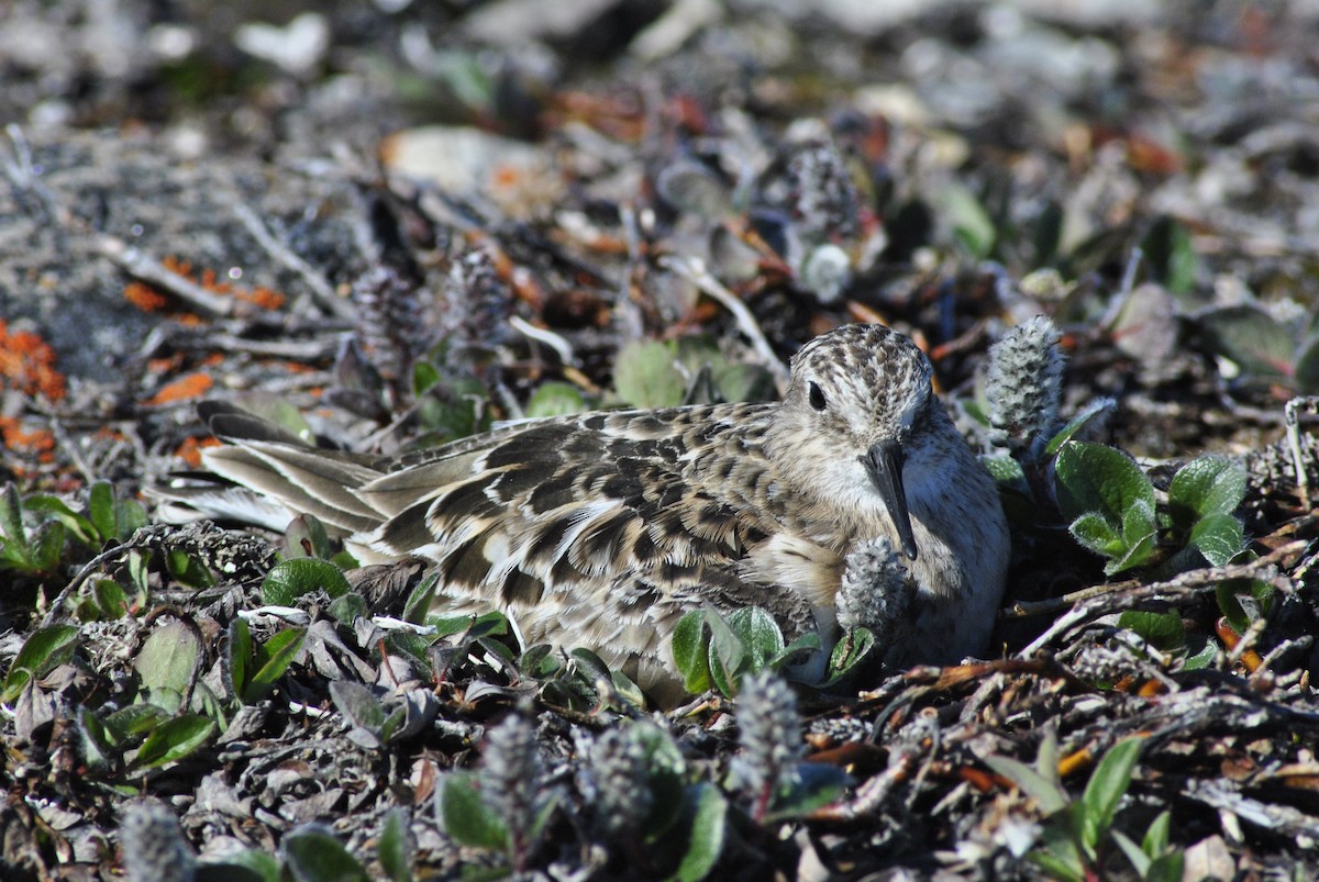 Baird's Sandpiper - ML615398856