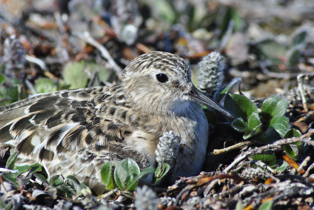 Baird's Sandpiper - ML615398857