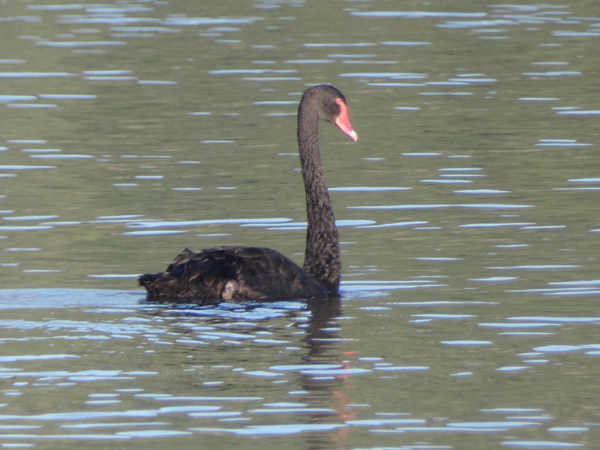 Cisne Negro - ML615398987