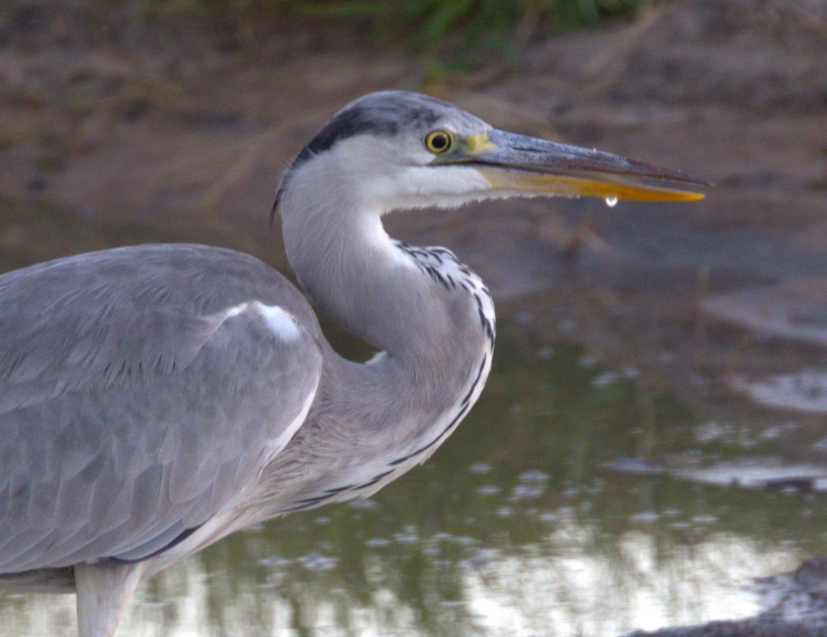 Gray Heron - ML615398990