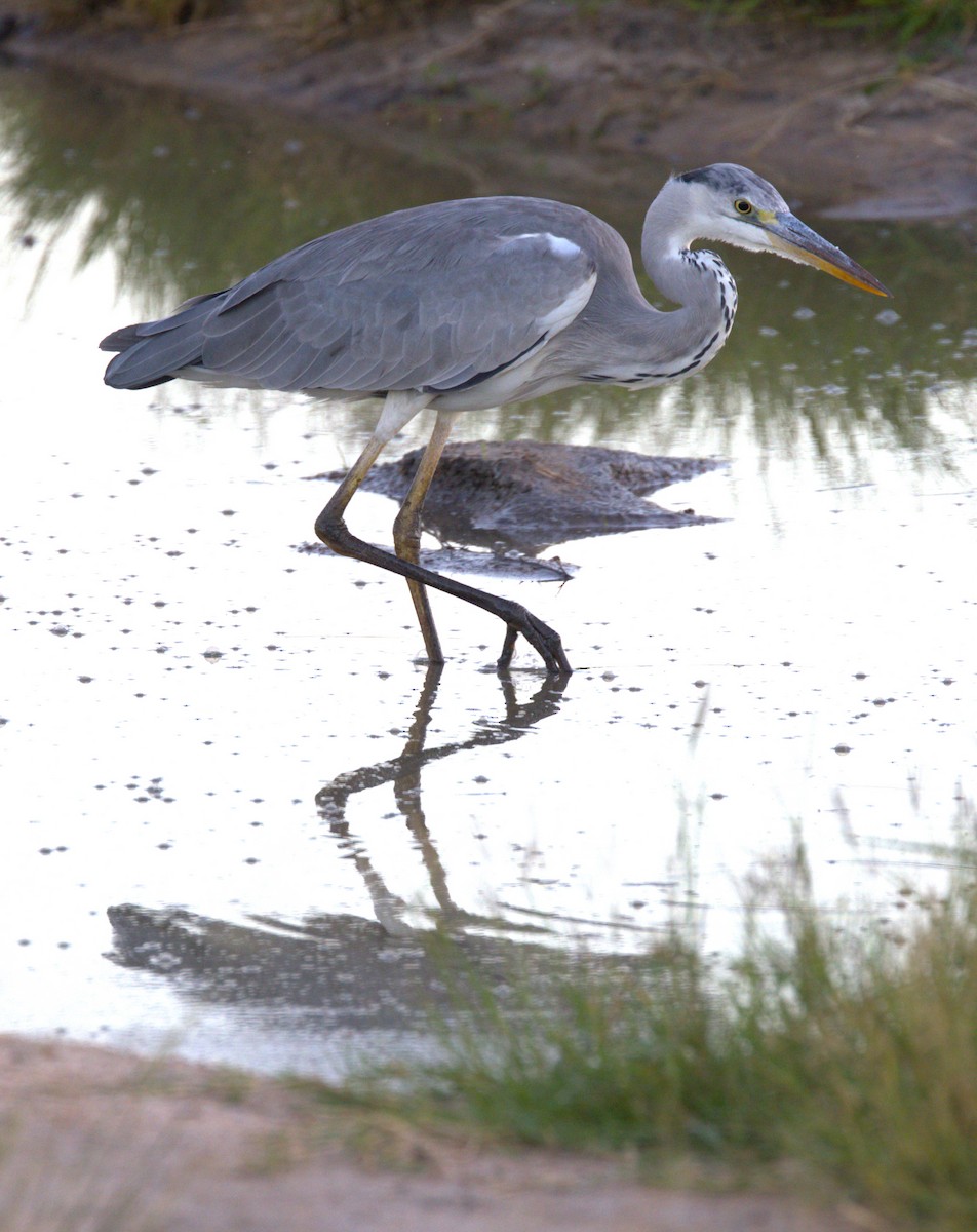 Gray Heron - ML615398997