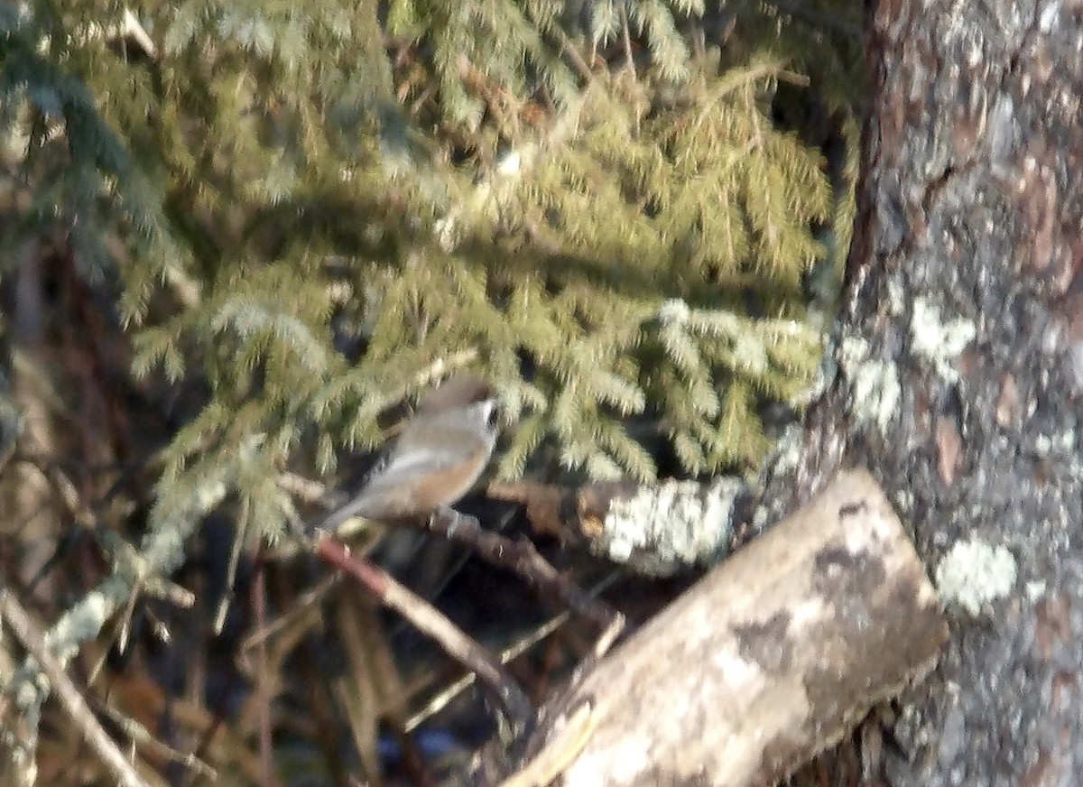 Boreal Chickadee - ML615399002