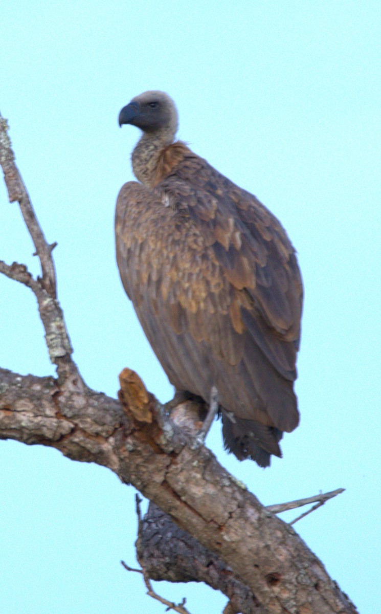 White-backed Vulture - ML615399006