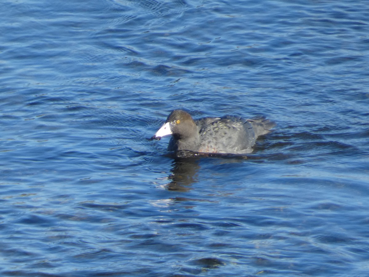 Pato Azul - ML615399038