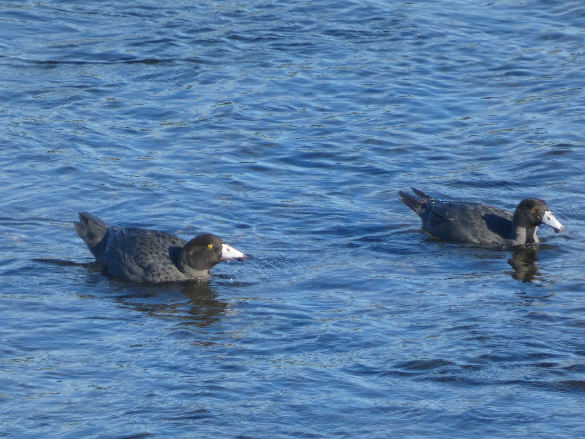 Pato Azul - ML615399039