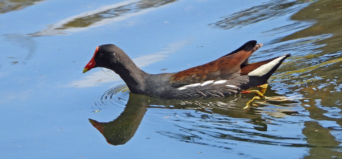 Common Gallinule - ML615399041