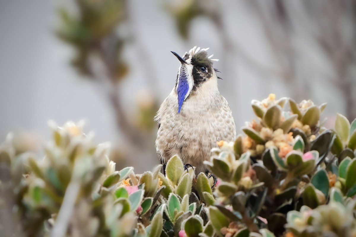 Colibri à barbe bleue - ML615399044