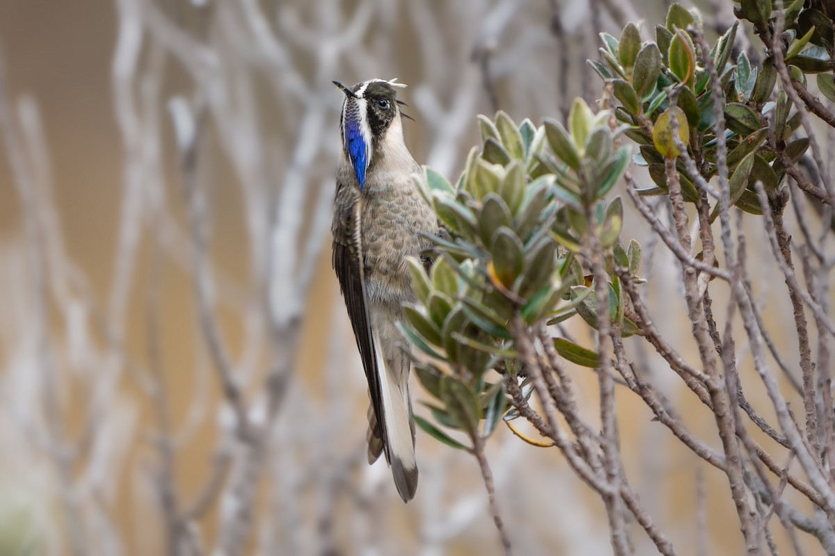 Blue-bearded Helmetcrest - ML615399045