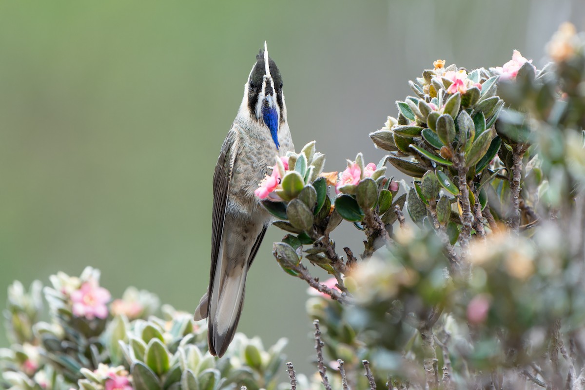 Blue-bearded Helmetcrest - ML615399047