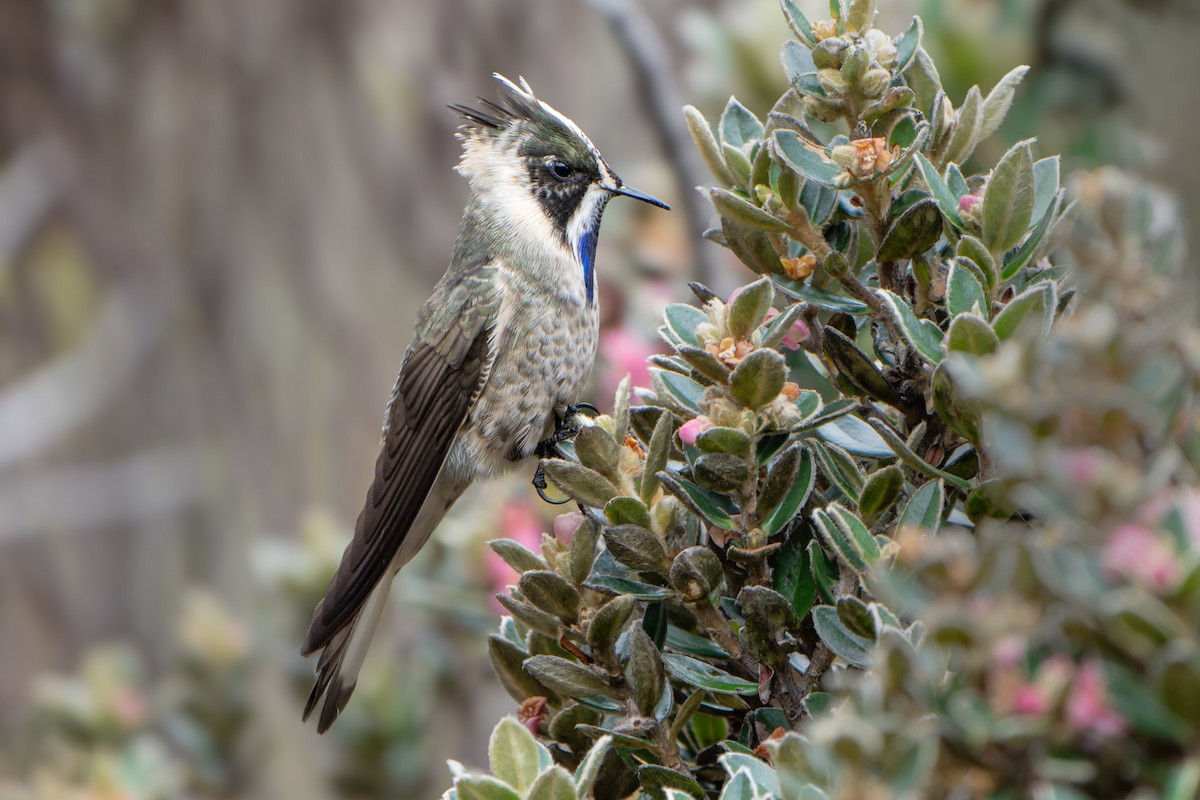 Blaubart-Helmkolibri - ML615399048