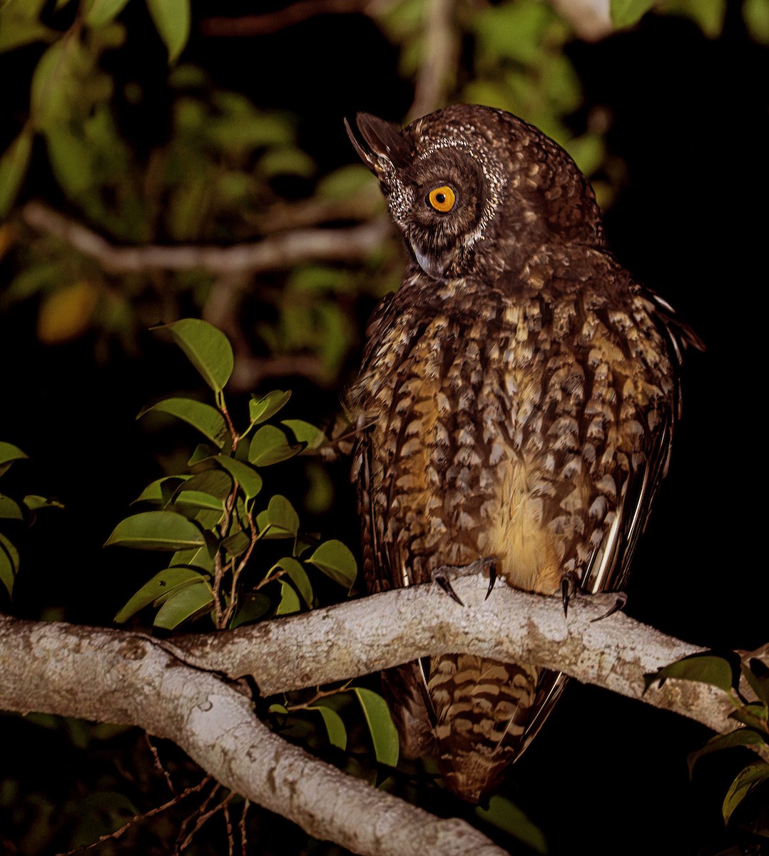 Hibou maître-bois - ML615399059