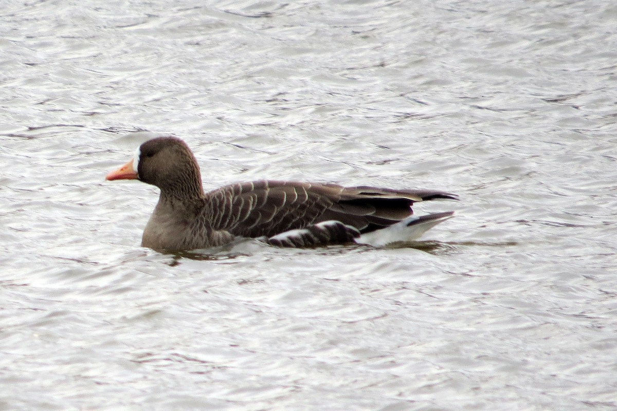 husa běločelá (ssp. flavirostris) - ML615399062