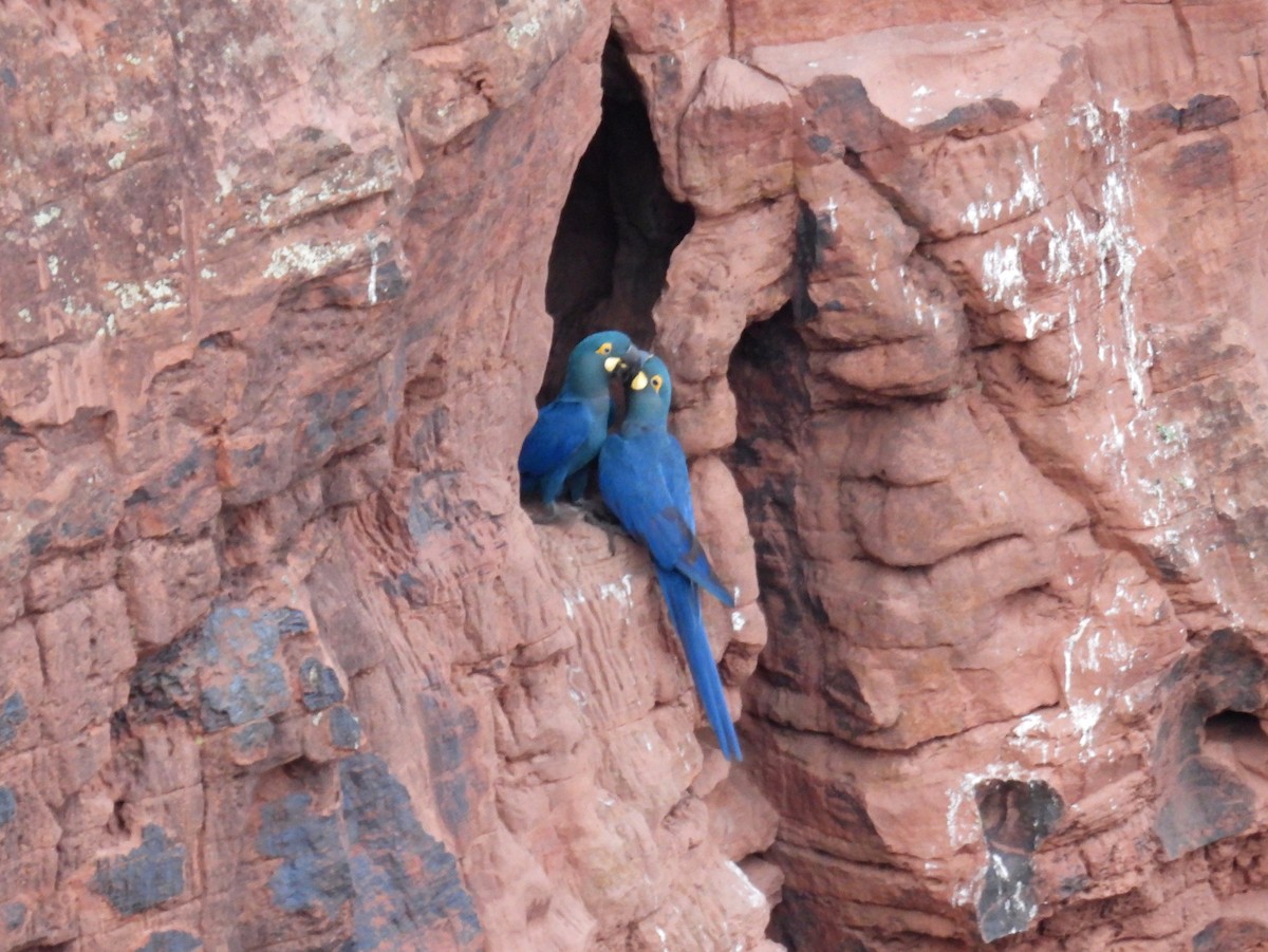 Indigo Macaw - bob butler