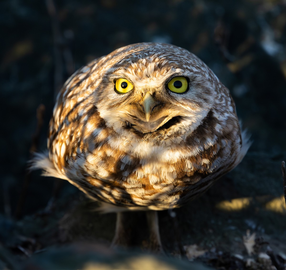 Burrowing Owl - Atharva Amdekar