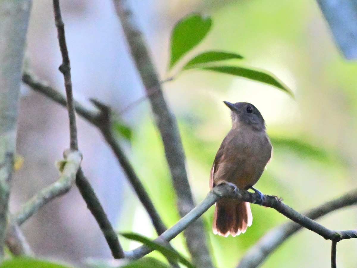 Dusky-throated Antshrike - ML615399231