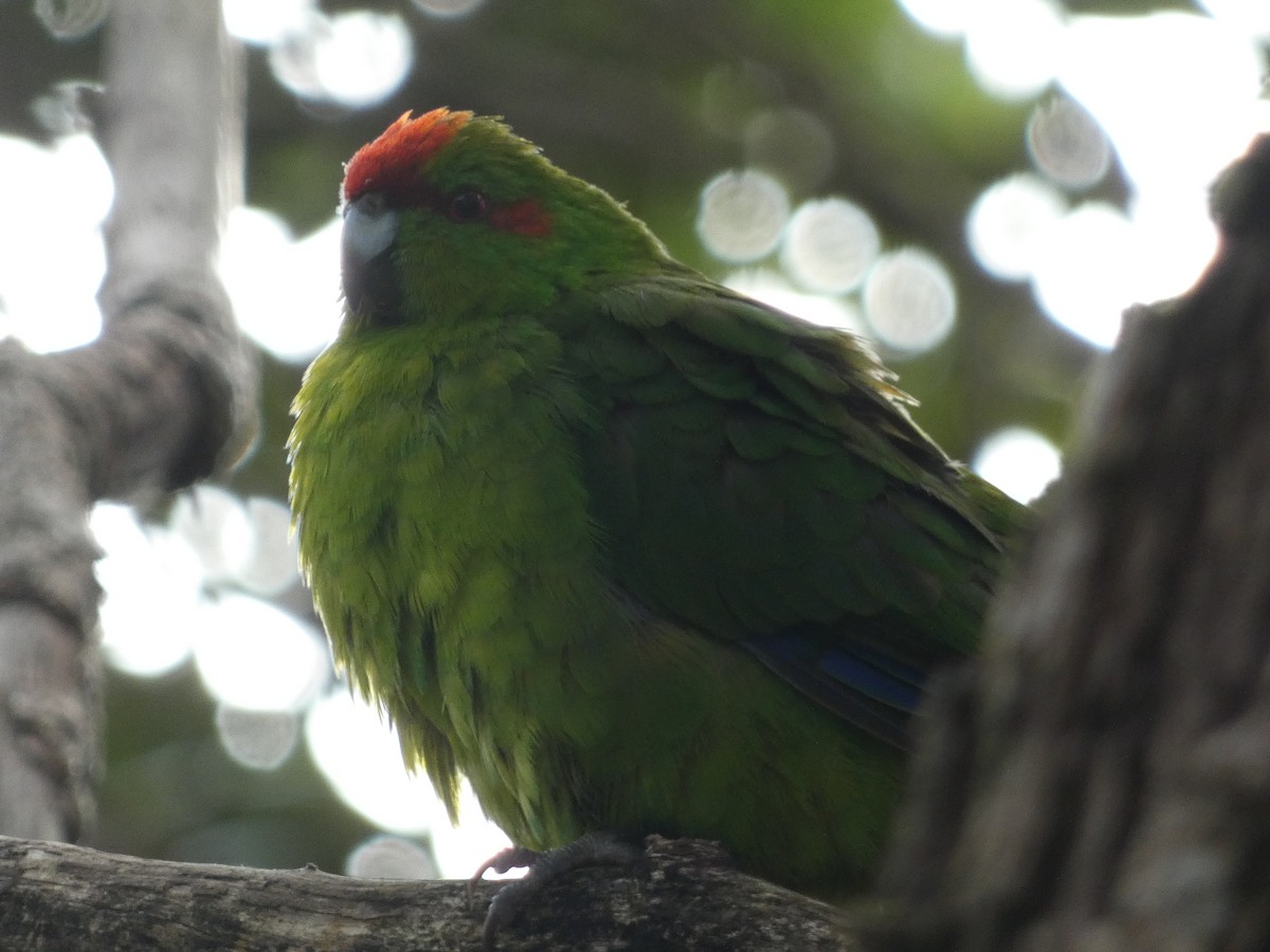 Red-crowned Parakeet - ML615399249