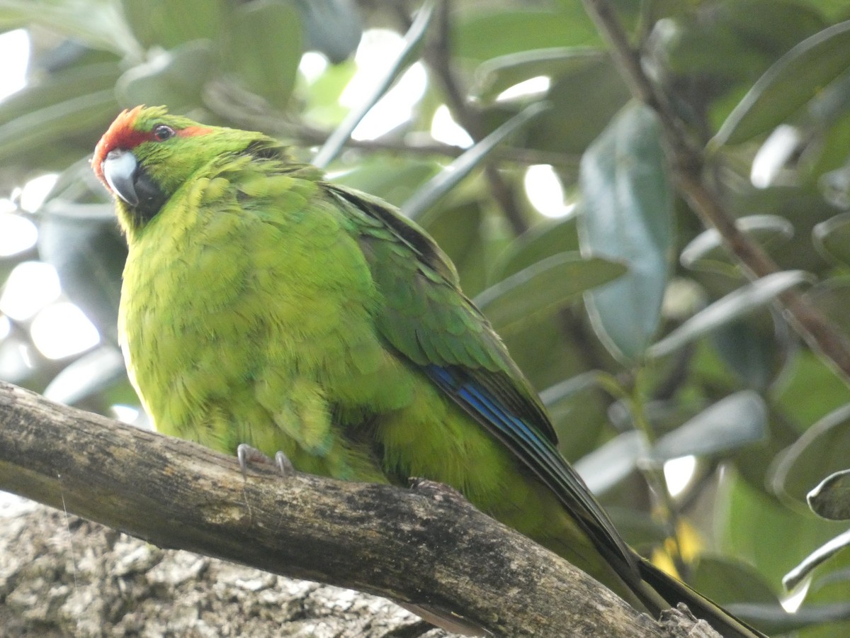 Red-crowned Parakeet - ML615399250