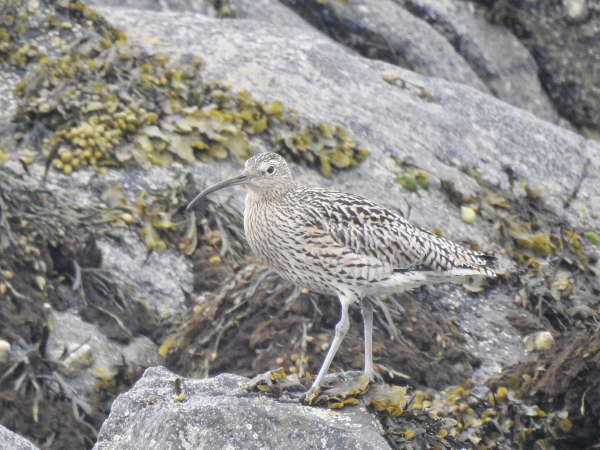 Eurasian Curlew - ML615399263