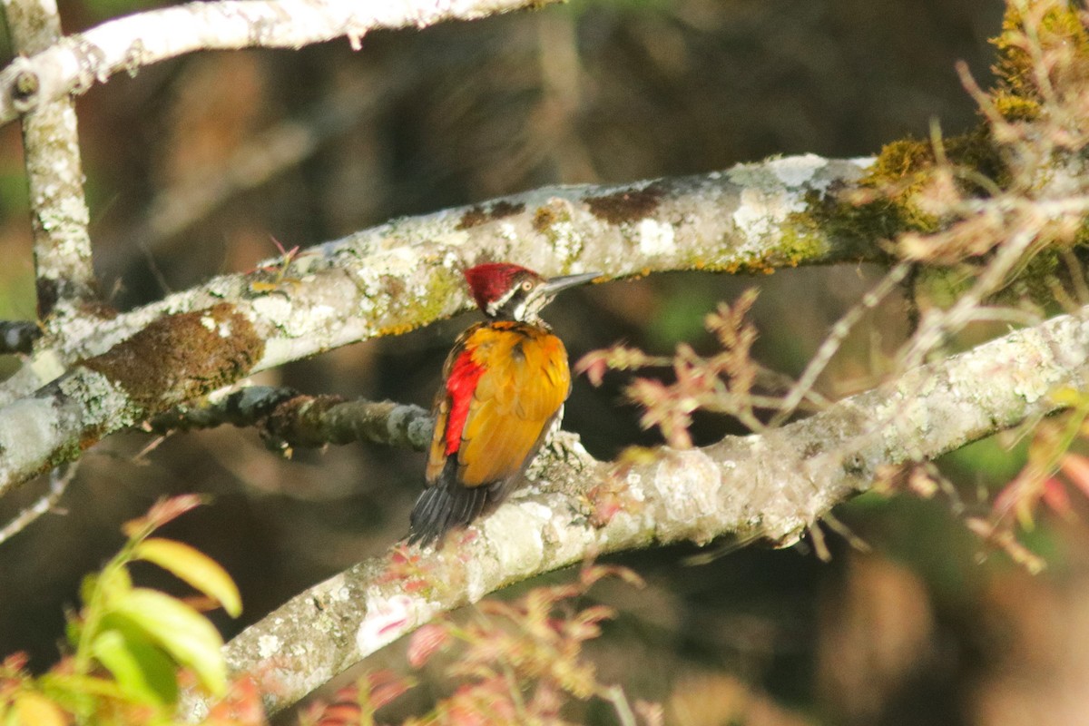 Malabar Flameback - Lekshmi  Jayakumar