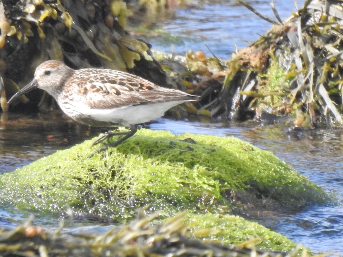 Dunlin - ML615399325