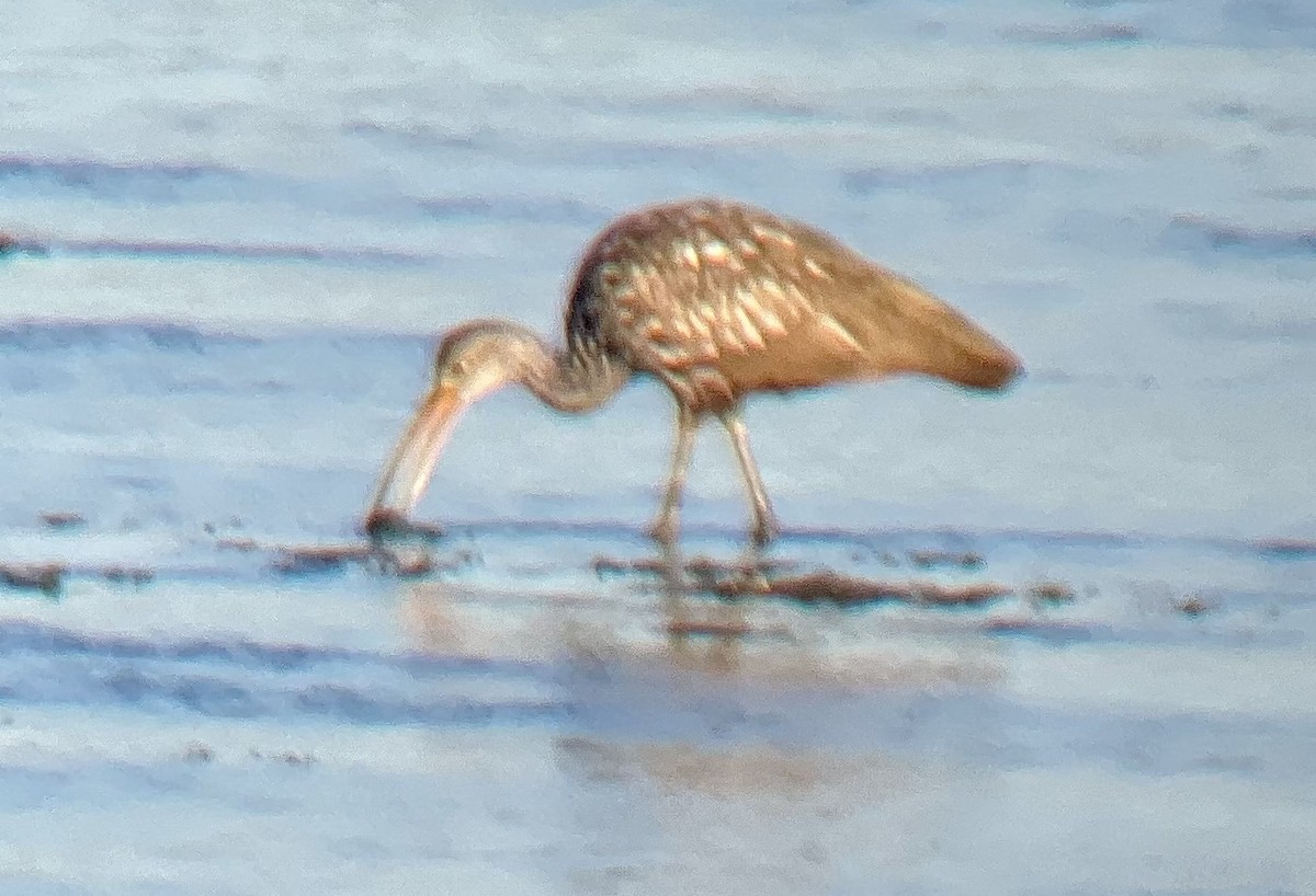 Limpkin - ML615399366