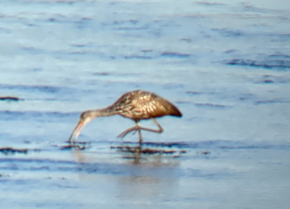 Limpkin - David Tomb