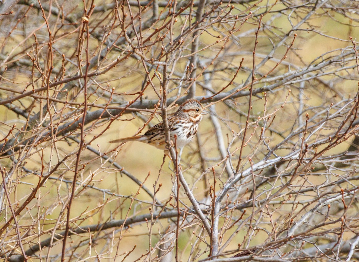 Song Sparrow - ML615399371