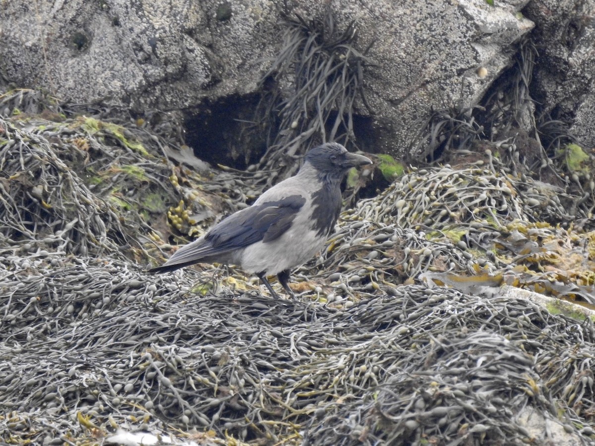 Hooded Crow - ML615399377