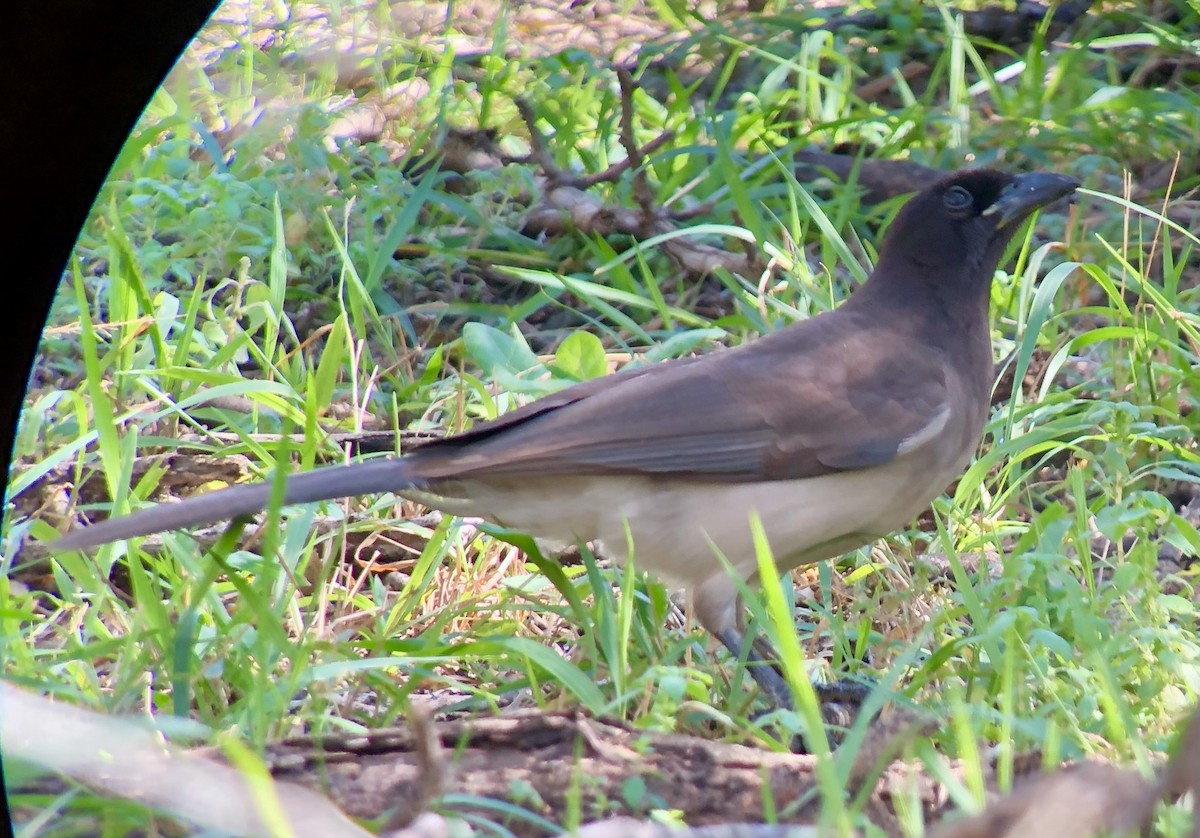 Brown Jay - ML615399402