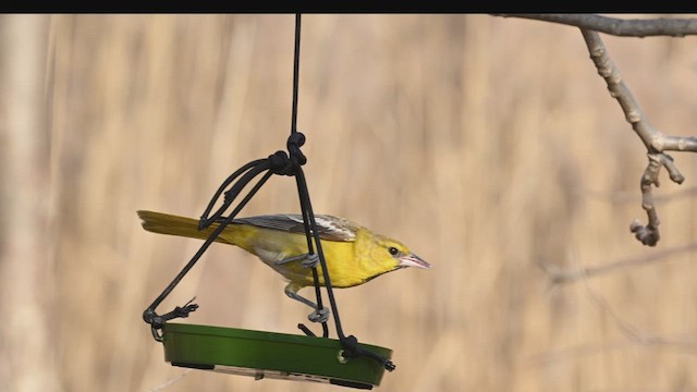 Bullock's Oriole - ML615399404