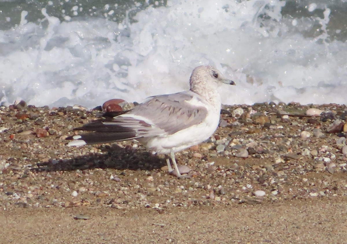 Common Gull - ML615399414