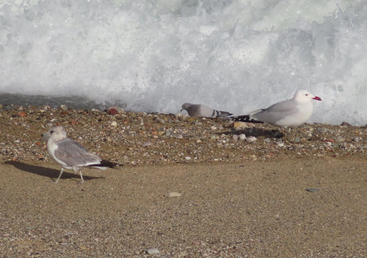 Common Gull - ML615399417