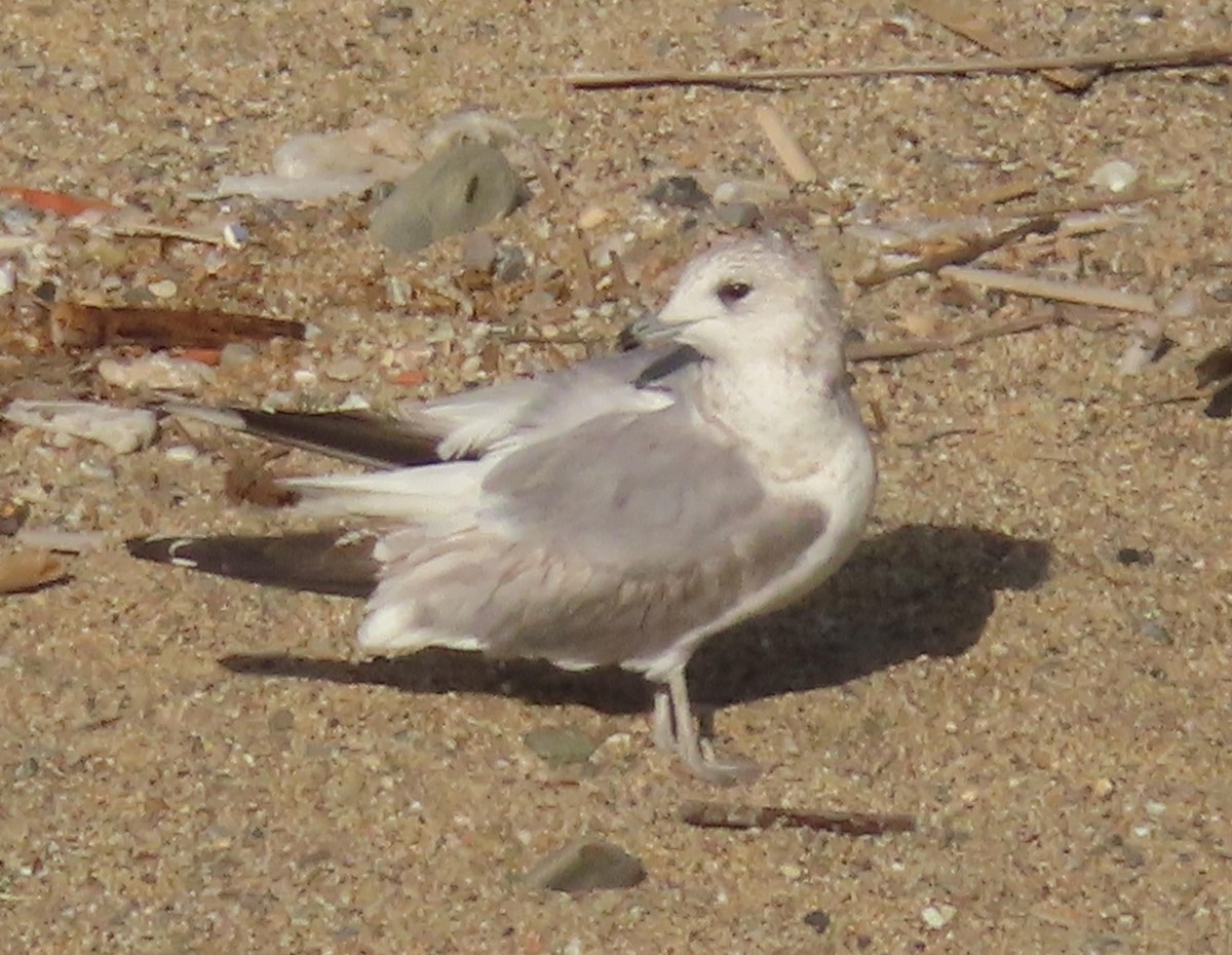 Common Gull - ML615399420