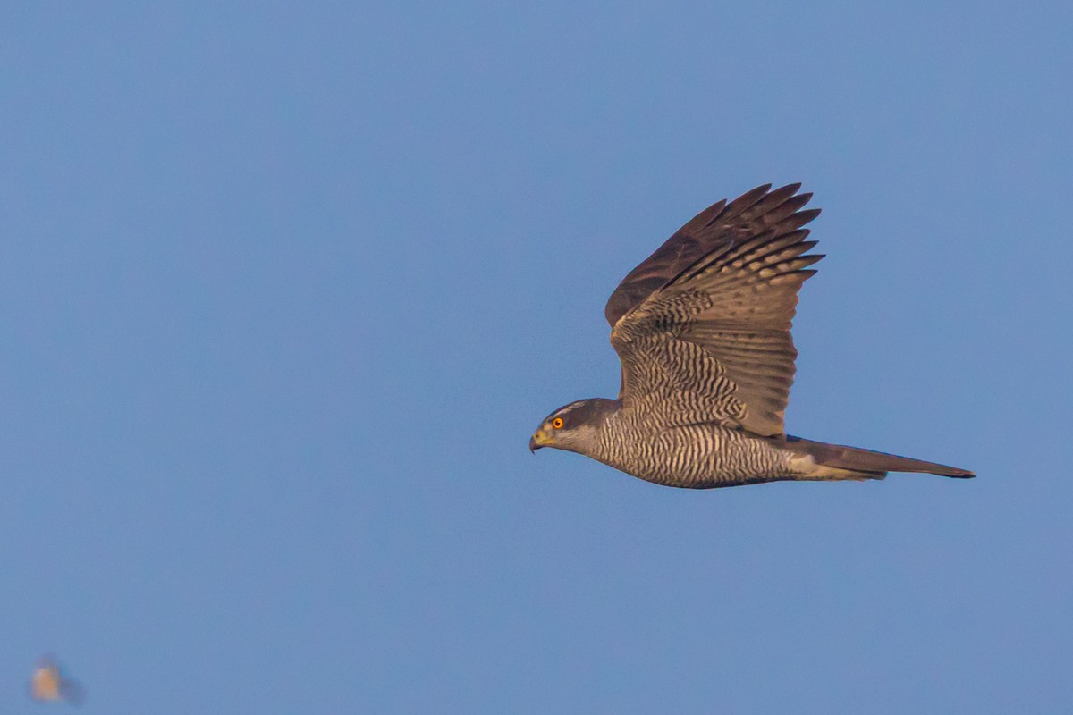 Eurasian Goshawk - Ömer Faruk Durdu